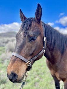 Portrait of Snickers - a dark brown horse with a tan nose and black mane. The green rolling hills of Round Valley in Park City are seen in the background.