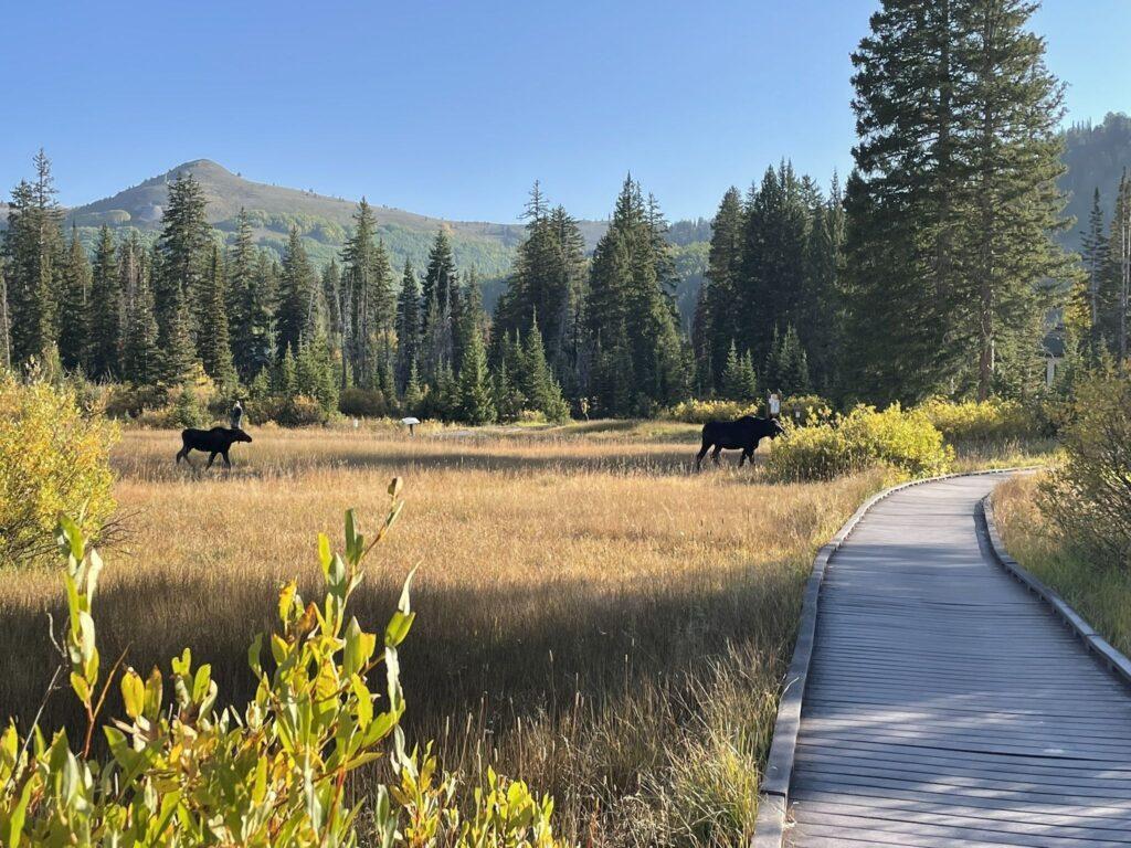 Two moose appear beside a boardwalk trail that goes through a marsh. Mountains are visible in the background.