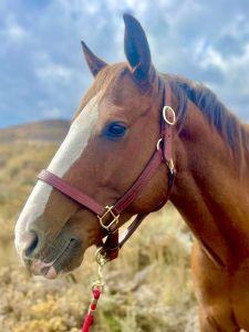 Chestnut brown horse dawns a white stripe down his face.